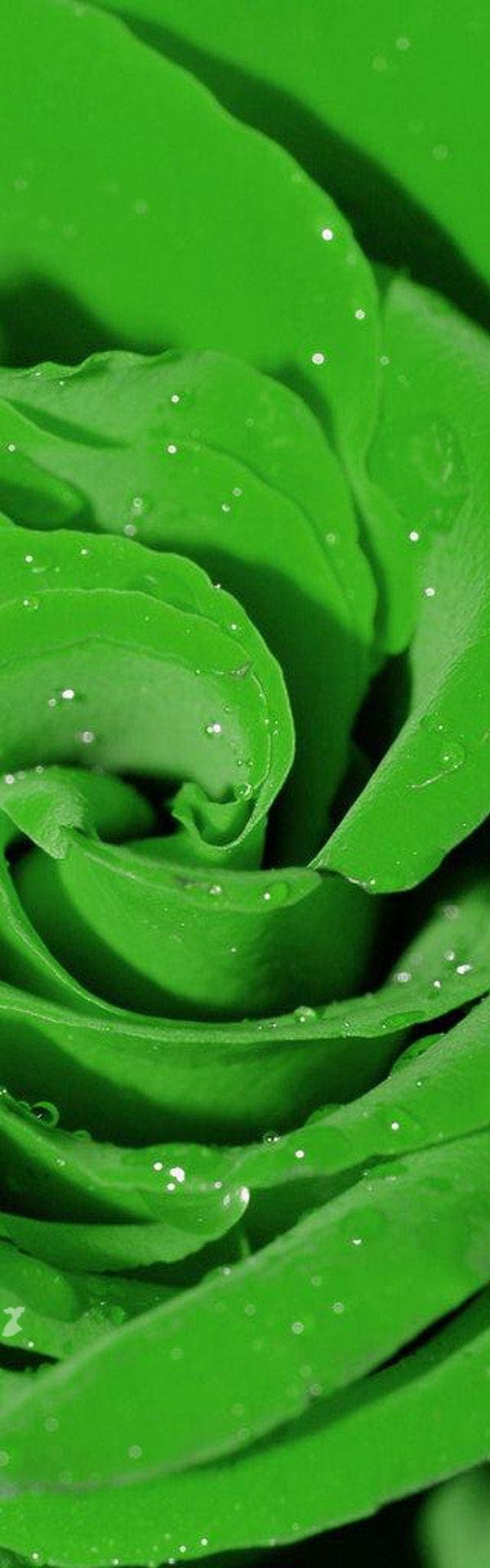 роза грин роуз