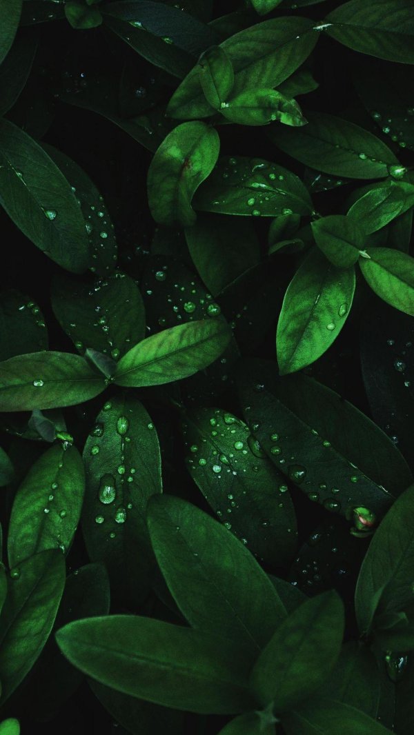 темные листья