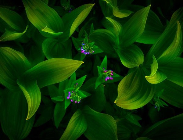 цветок на зеленом фоне