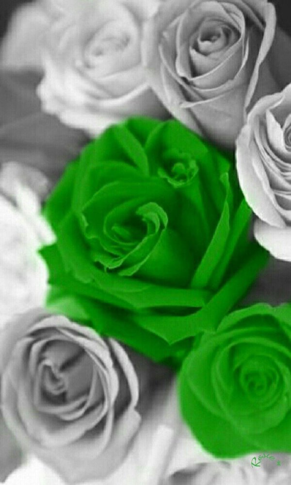 роза вайт грин