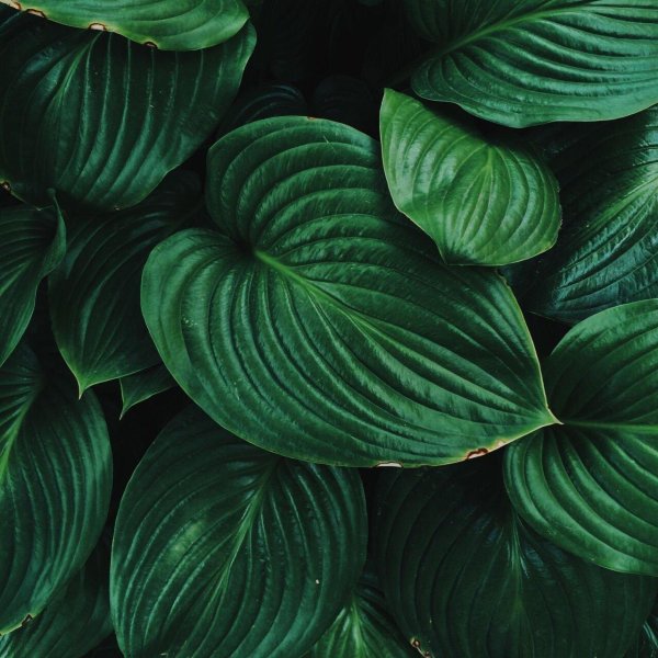 dark green aesthetic