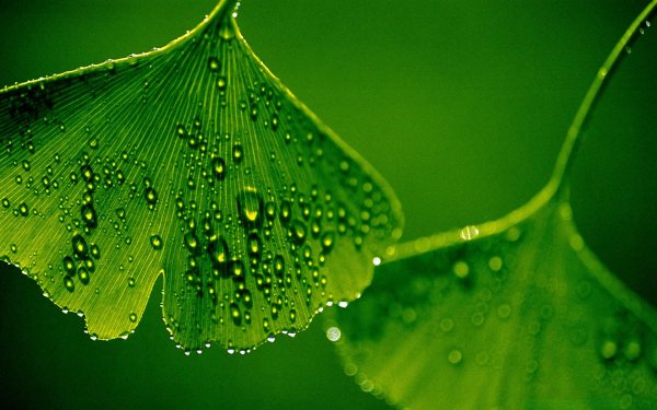 гинкго двулопастного листьев