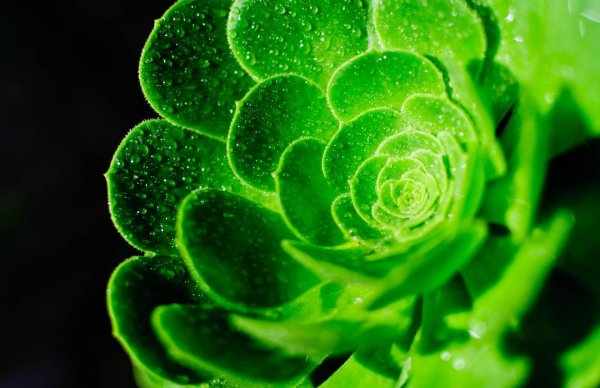 цветы зеленого цвета