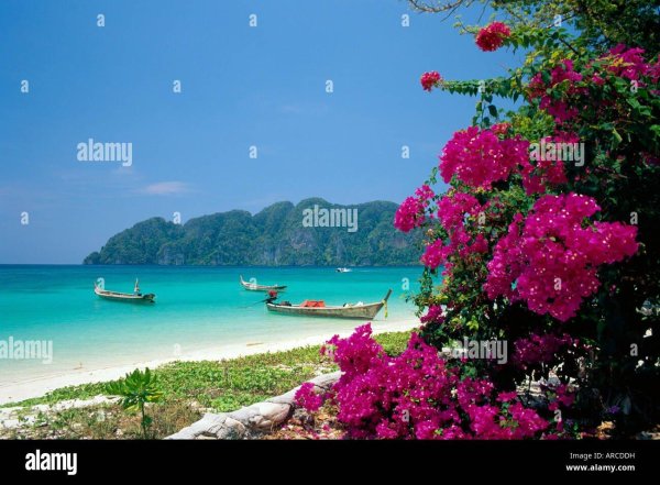 цветок тайланда