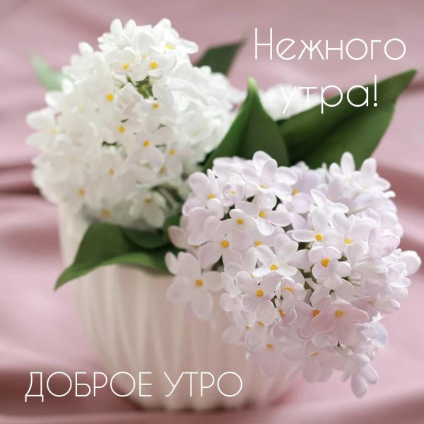 нежность утра