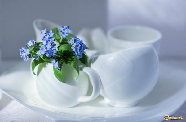 доброе утро незабудки
