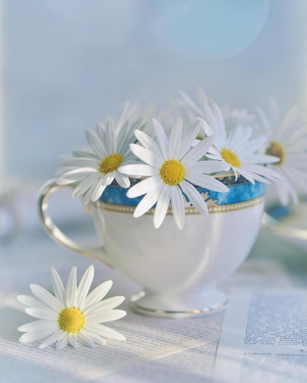 ромашки утро