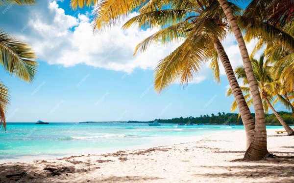 пальма море