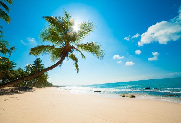 море с пальмами