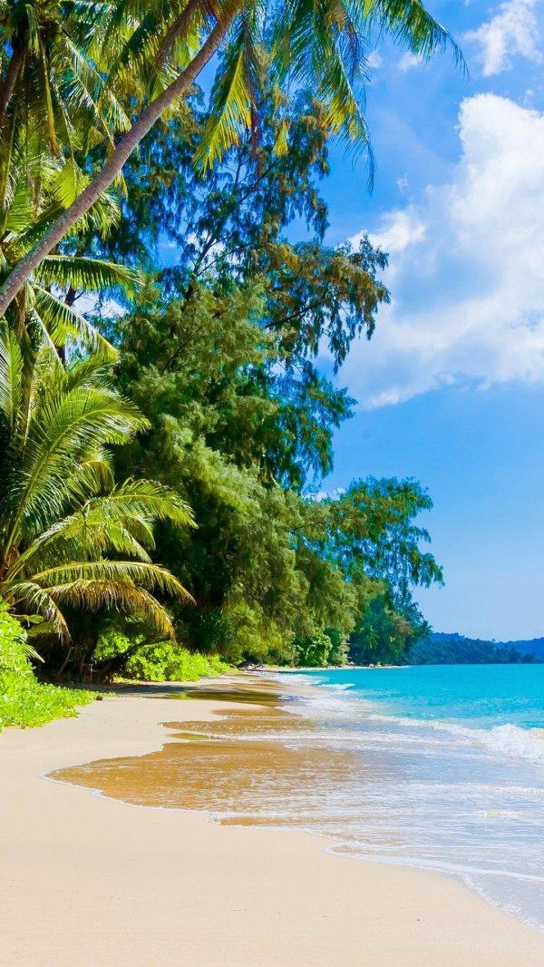 берег с пальмами