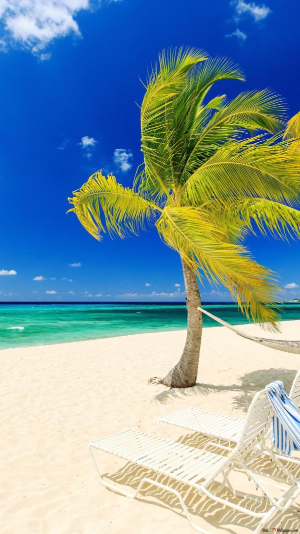 море и пальма