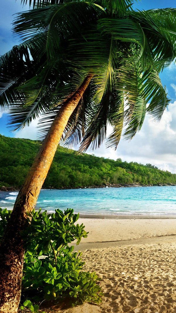тропические пляжи