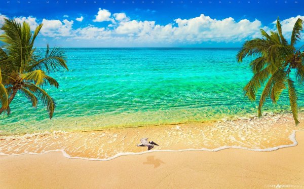 море с пальмами