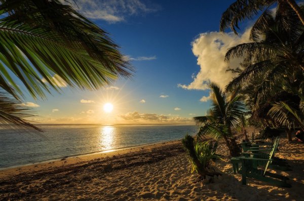 океан пальмы