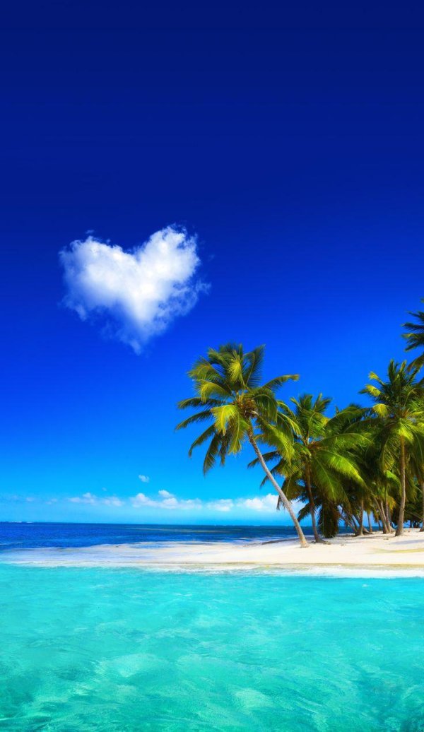 море пальма