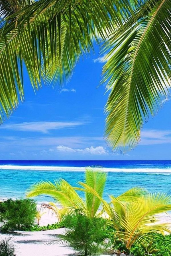 море пальма