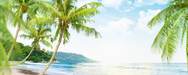 море пальма