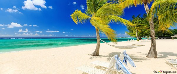 море пальма