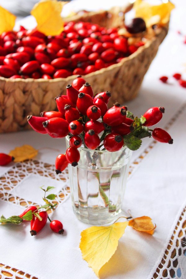 шиповника плоды