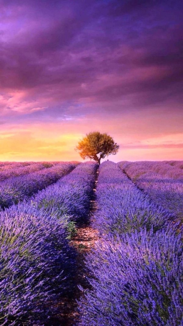 прованс поля лаванды