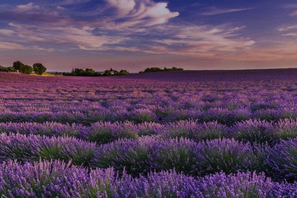 лавандовые поля в провансе