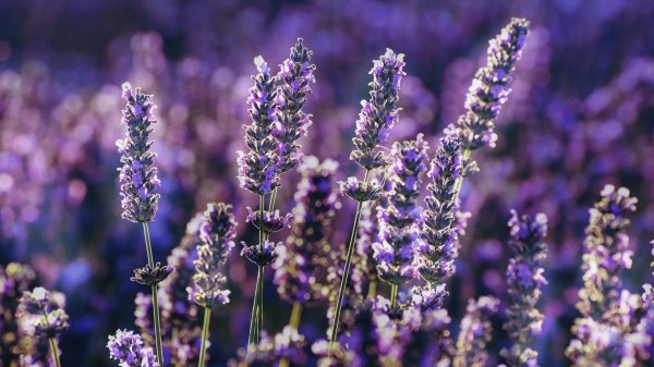 лавандовое поле