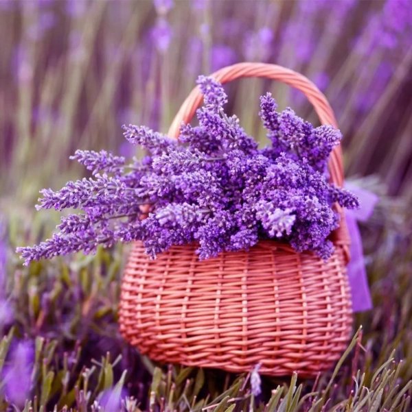 цветки лаванды