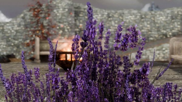 лаванда шерстистая