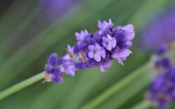 lavandula angustifolia rosea