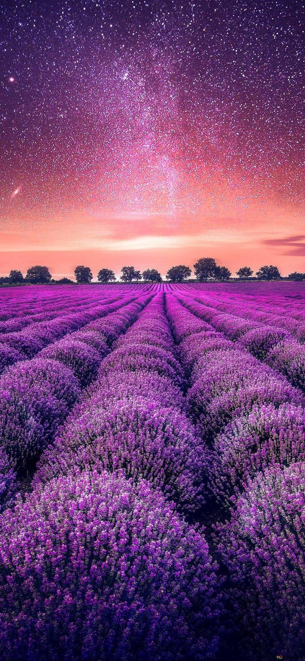 франция лавандовые поля