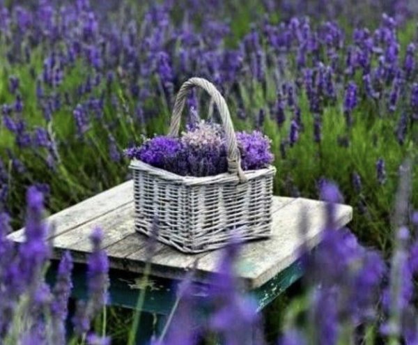 лавандовое поле