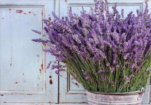 лаванда сорт сиреневый туман