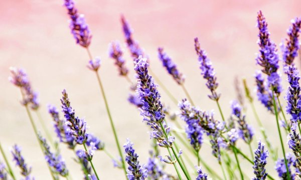цветки лаванды