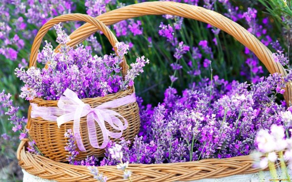 вербена прованс