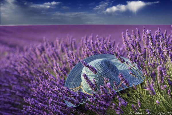 лавандовые поля в провансе