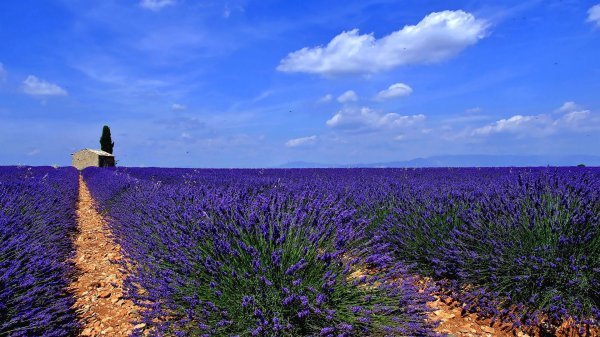 франция лавандовые поля