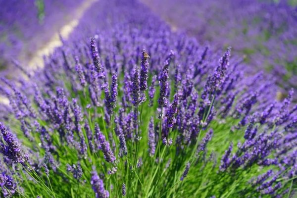 лаванда феноменал