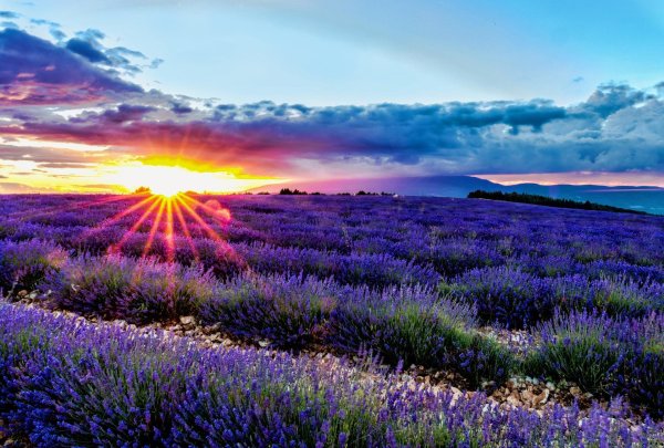 лавандовое поле