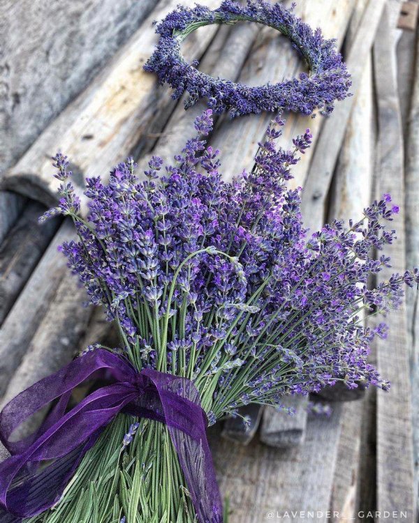 цветки лаванды