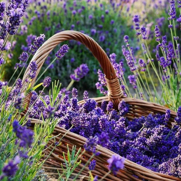 лаванда лекарственная