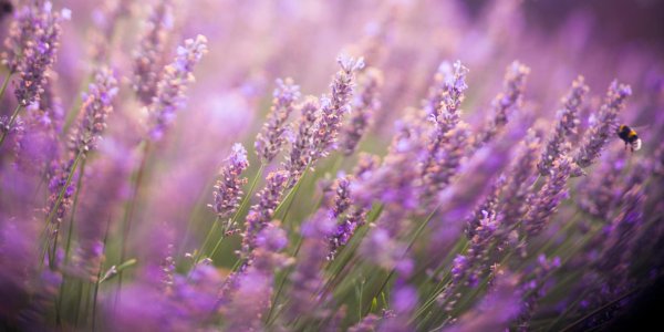 вереск полевой фиолетовый