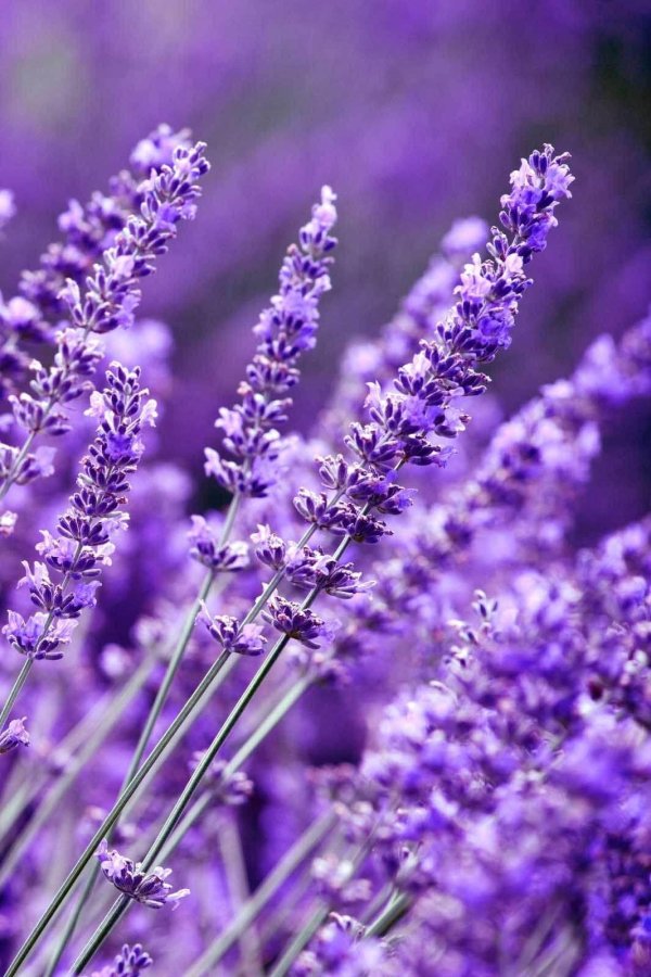 лавандовое поле