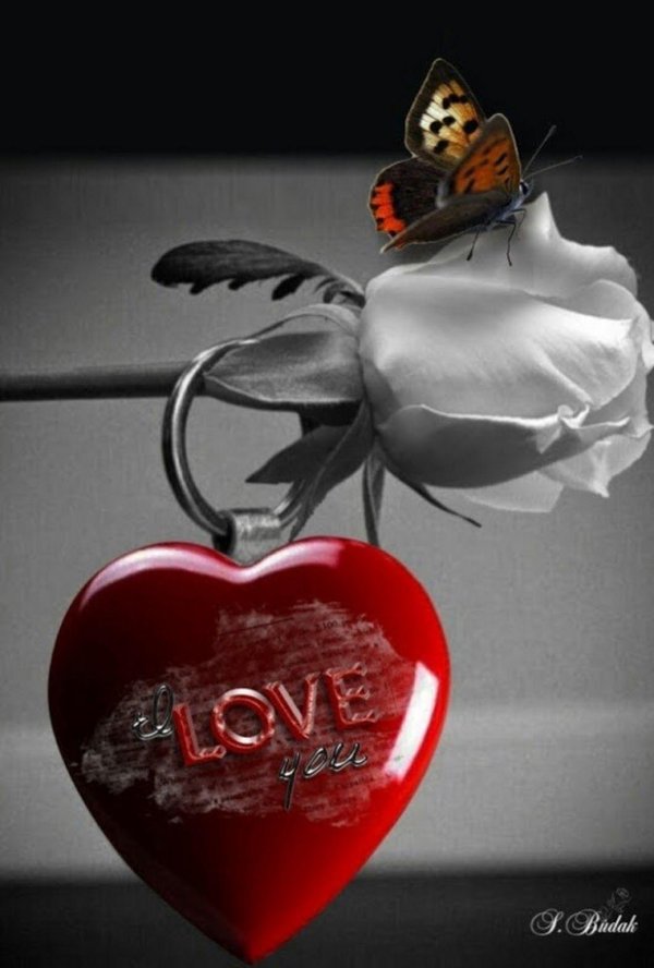 красивые розы с сердцем