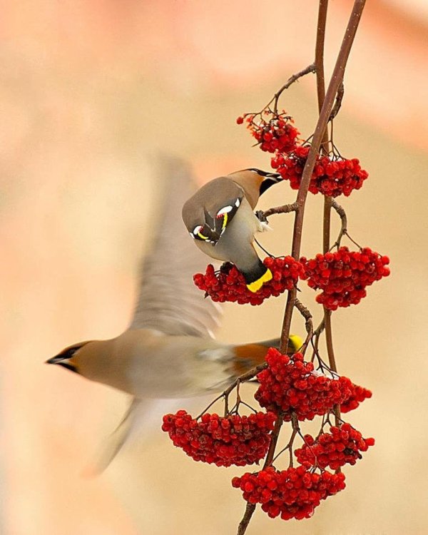 свиристель обыкновенный bombycilla garrulus