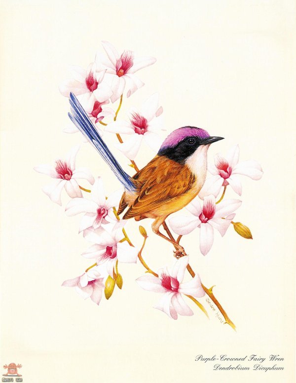 красивые рисунки птиц