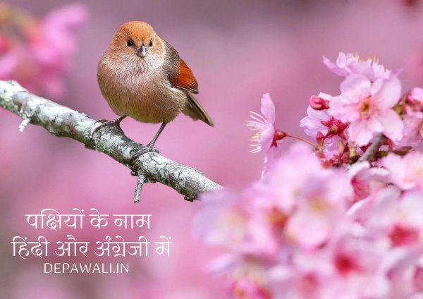 птичка на ветке