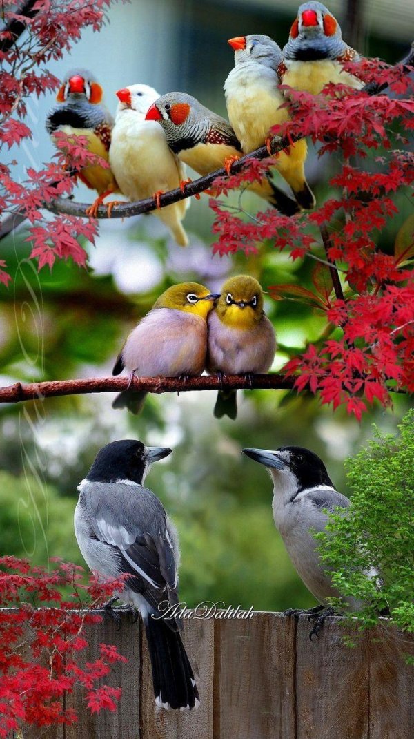 птицы животные