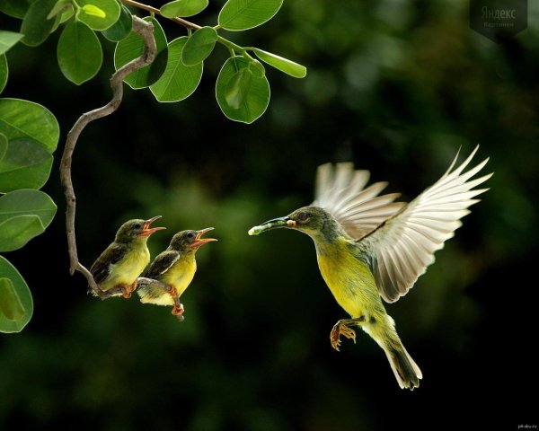 колибри птенец