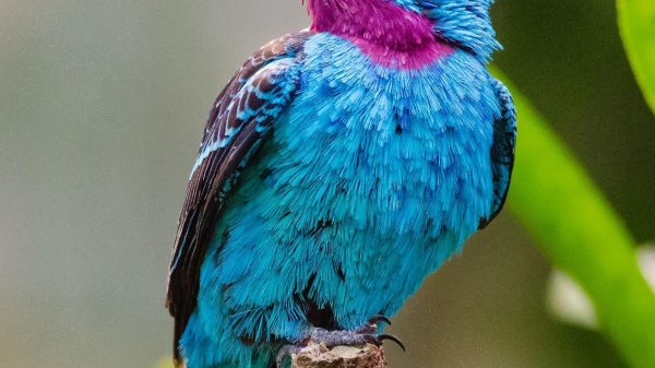 котинга помпадур