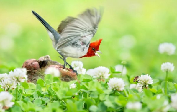 red crested cardinal